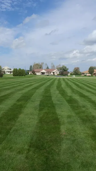 A rolled and mowed residential lawn.